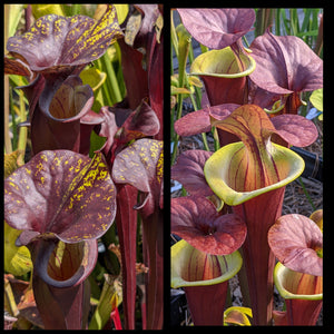 Sarracenia flava var rubricorpora "Special Dark" x 'Waccamaw' seeds