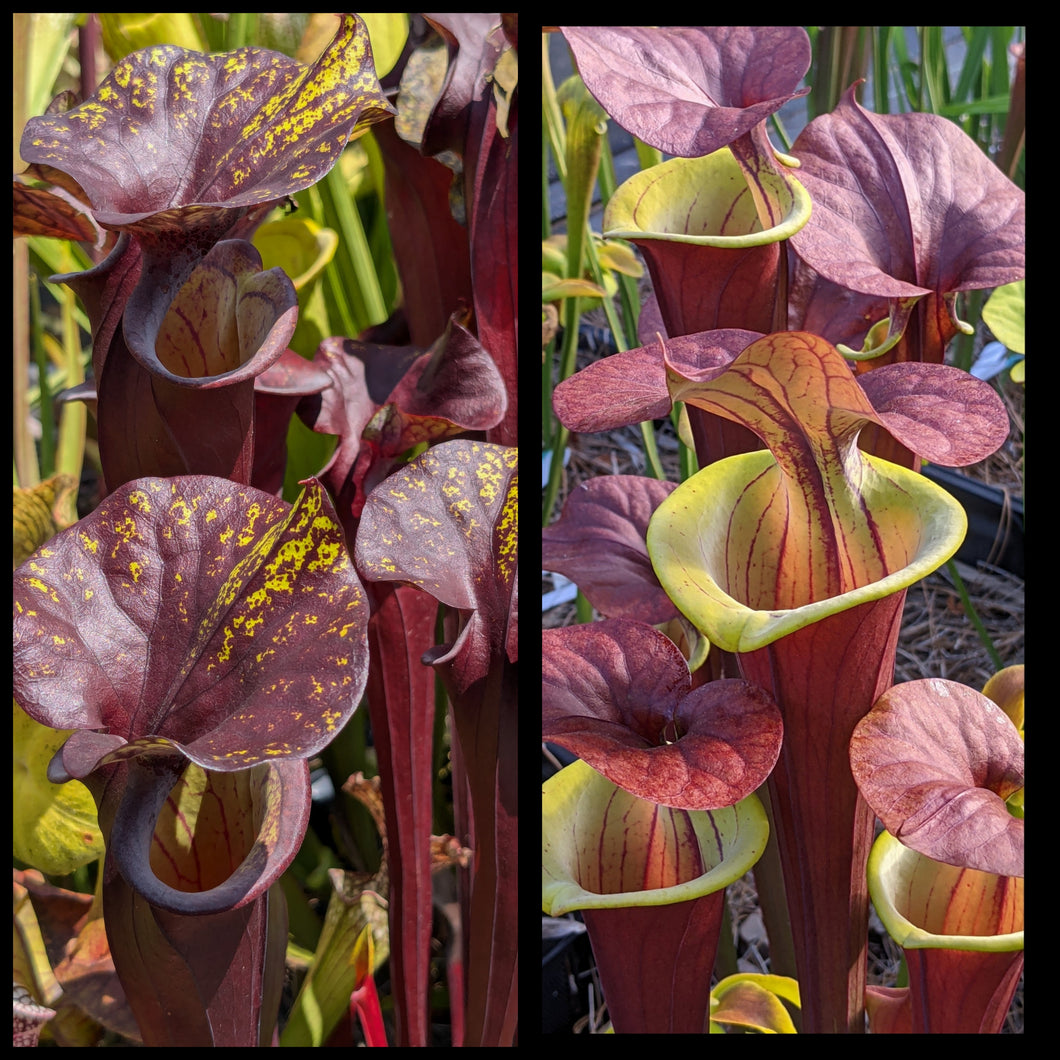 Sarracenia flava var rubricorpora 