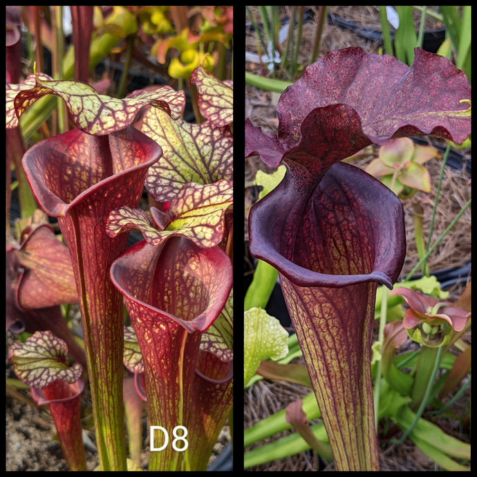 Sarracenia ('Leah Wilkerson' x 'Royal Ruby') x 'Saurus' seeds