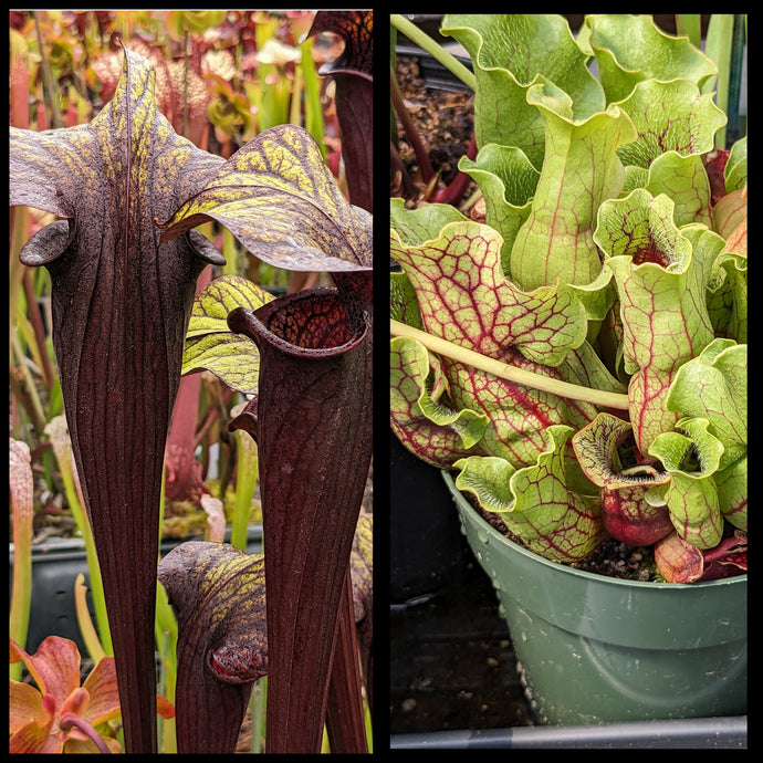 Sarracenia 'Black Widow' x purpurea 