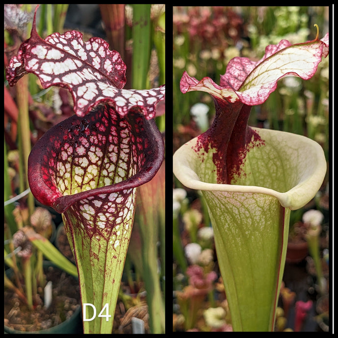 Sarracenia (