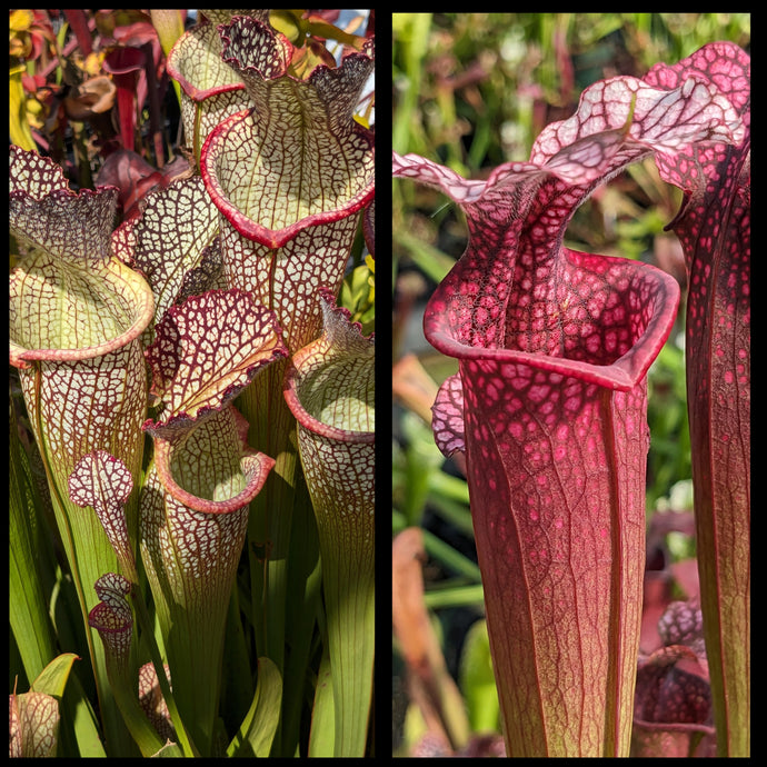 Sarracenia 