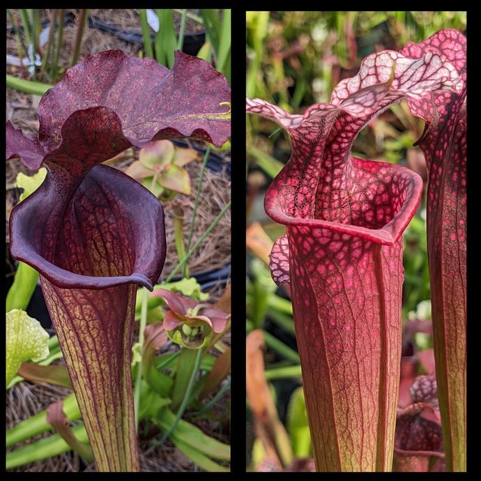 Sarracenia 'Saurus' x 'Ellie Wang' seeds