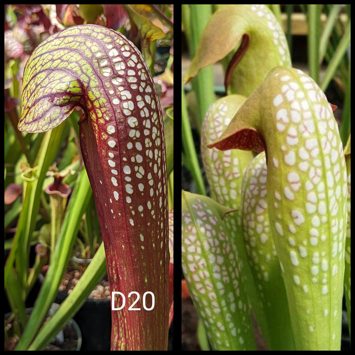 Sarracenia (gilpinii x oke. x oke.) x minor var. okefenokeensis seeds