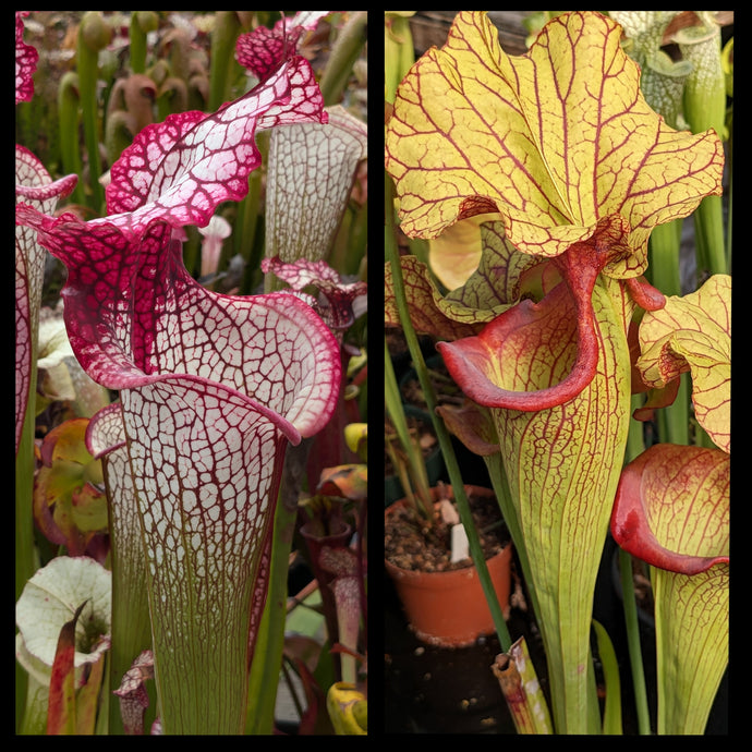 Sarracenia “Grace” x ‘Yellow Hornet’ seeds