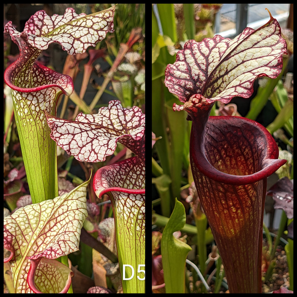 Sarracenia (