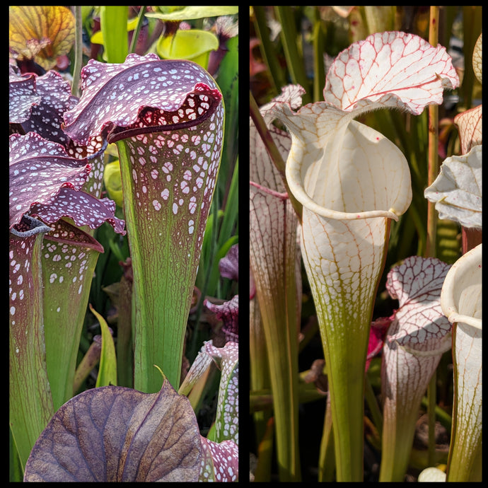 Sarracenia 