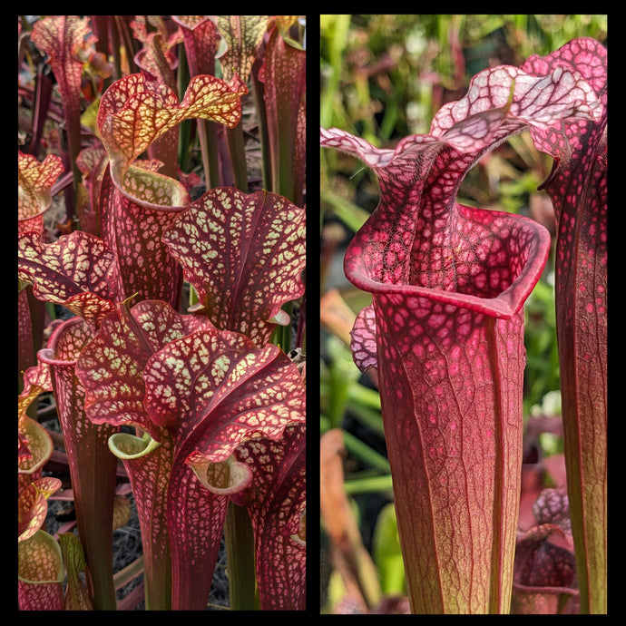 Sarracenia 'Dragon Queen' x 'Ellie Wang' seeds