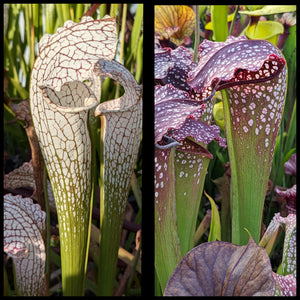 Sarracenia "White Scorpion" x "Prometheus" seeds