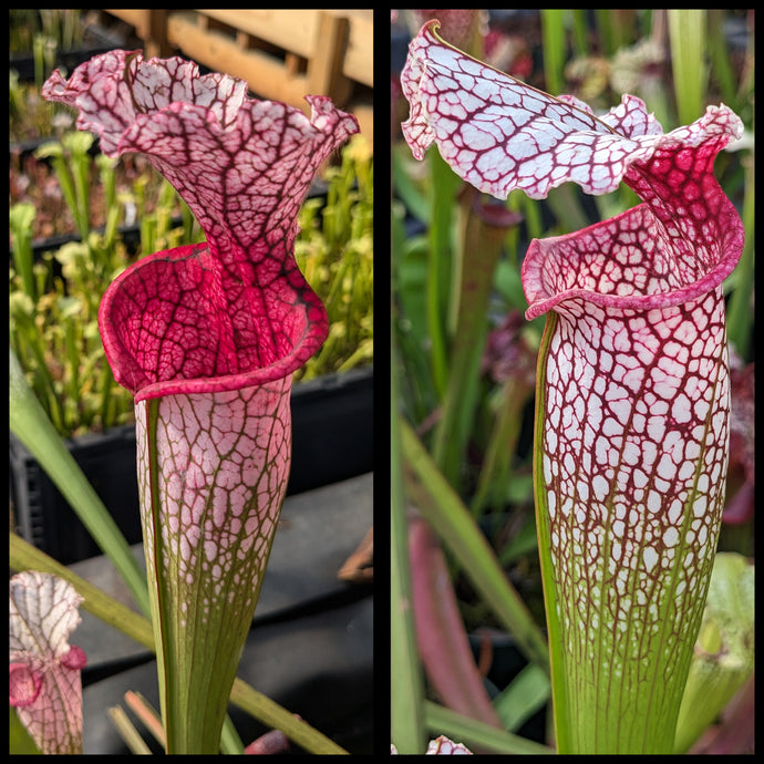 Sarracenia 