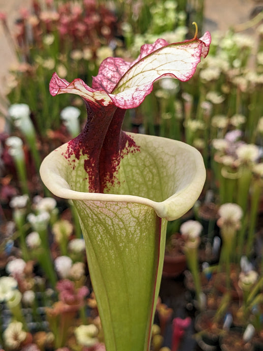 Sarracenia 'Legacy' pitcher plant