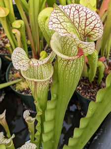 Sarracenia "Steve Scallop" pitcher plant