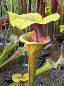 Sarracenia flava "Killer" pitcher plant