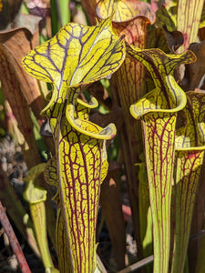 Sarracenia flava "Black Veins" pitcher plant