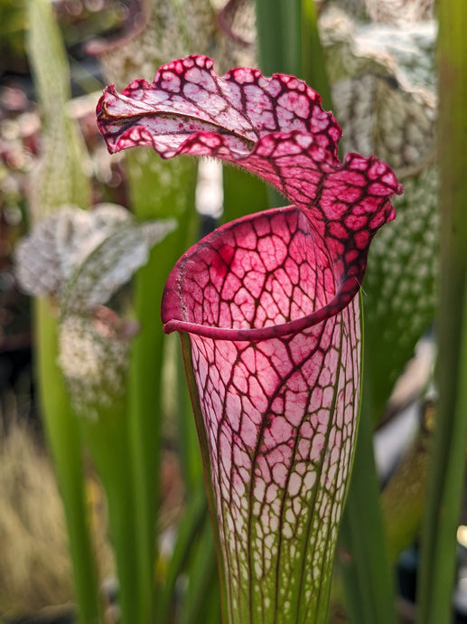 Sarracenia leucophylla 