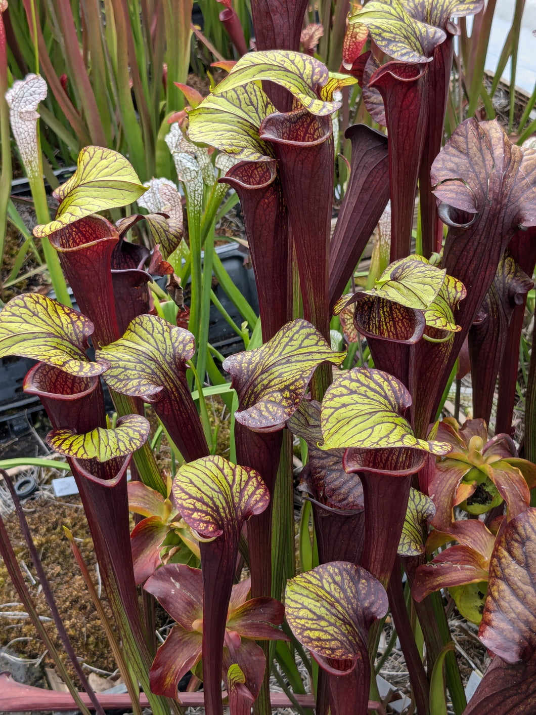 Sarracenia 'Black Widow' pitcher plant