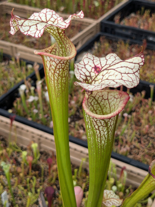 SKU141 “Wilkerson’s Red” x ‘Adrian Slack’