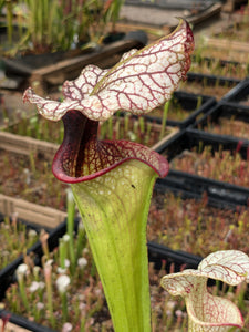 SKU139 (leucophylla "purple lips" x flava var ornata) x Adrian Slack