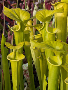 Sarracenia flava "albino Brunswick" Pitcher Plant