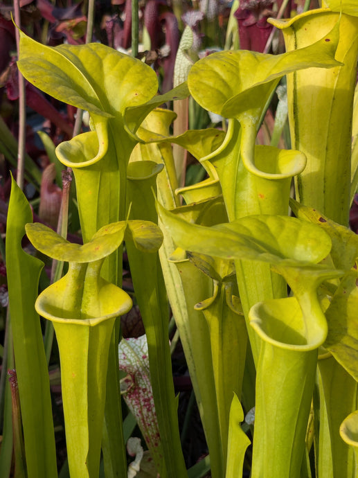 Sarracenia flava 