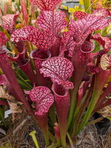 Sarracenia 'Kilimanjaro' x 'Judith Hindle' pitcher plant