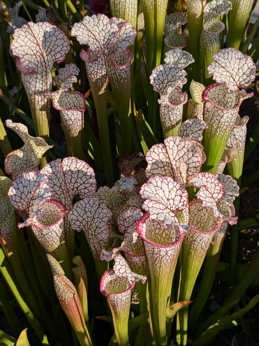 Sarracenia 'Kilimanjaro' x 'Lunchbox' pitcher plant