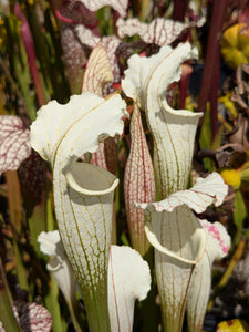 Sarracenia leucophylla var. alba "Solid White Washington" pitcher plant