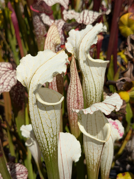 Sarracenia leucophylla var. alba 