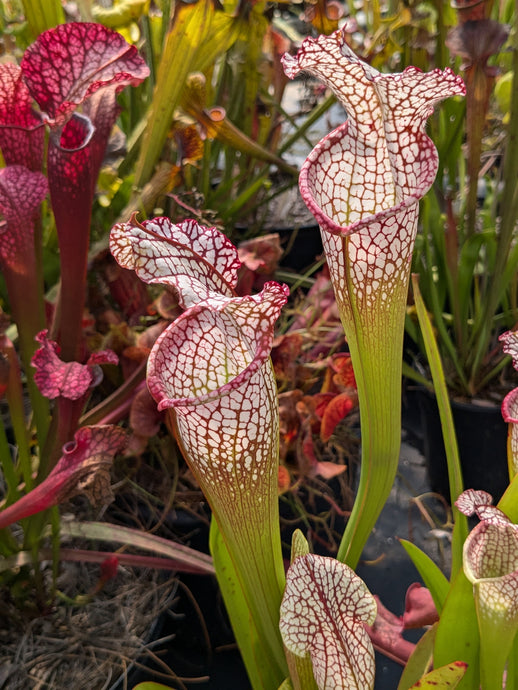 SKU147 leucophylla 