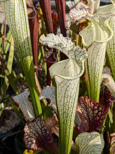 Sarracenia leucophylla var. alba "Down Petiole Washington" pitcher plant