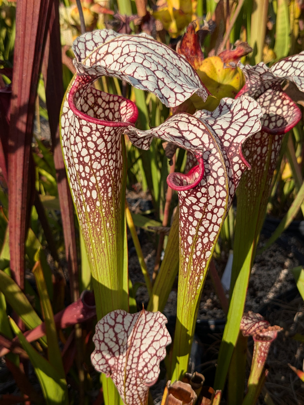 Sarracenia excellens x moorei pitcher plant