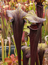 Load image into Gallery viewer, Sarracenia &#39;Black Widow&#39; pitcher plant