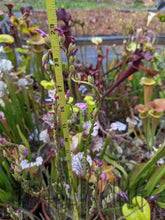 Load image into Gallery viewer, &quot;Carolina bay old dock&quot; threadleaf Sundew seeds - Drosera filiformis-Flytrap King