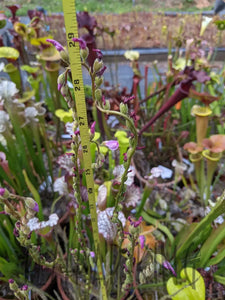 "Carolina bay old dock" threadleaf Sundew seeds - Drosera filiformis-Flytrap King