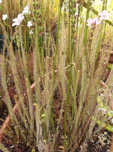 "Carolina bay old dock" threadleaf Sundew seeds - Drosera filiformis-Flytrap King