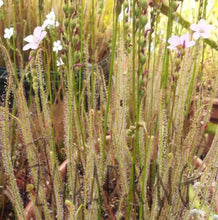 Load image into Gallery viewer, &quot;Carolina bay old dock&quot; threadleaf Sundew seeds - Drosera filiformis-Flytrap King