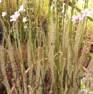 "Carolina bay old dock" threadleaf Sundew seeds - Drosera filiformis-Flytrap King