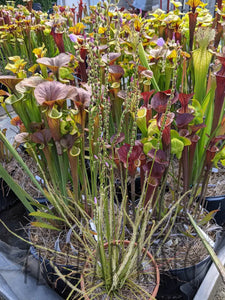 "Carolina bay old dock" threadleaf Sundew seeds - Drosera filiformis-Flytrap King