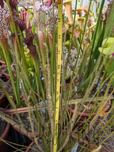 "Carolina bay old dock" threadleaf Sundew seeds - Drosera filiformis-Flytrap King