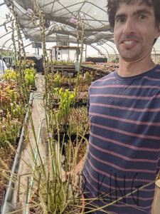 "Carolina bay old dock" threadleaf Sundew seeds - Drosera filiformis-Flytrap King