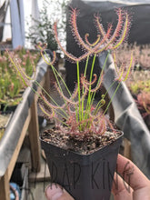 Load image into Gallery viewer, Drosera binata &quot;Marston Dragon&quot; Forking Sundew - 2.5&quot; potted-Flytrap King