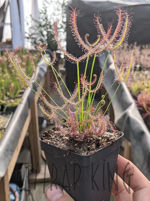 Drosera binata 