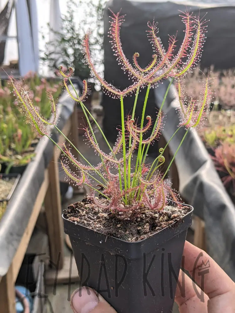 Drosera binata 