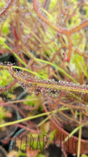 Load image into Gallery viewer, Drosera binata &quot;Marston Dragon&quot; Forking Sundew - 2.5&quot; potted-Flytrap King