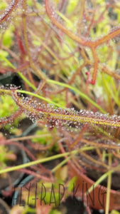 Drosera binata "Marston Dragon" Forking Sundew - 2.5" potted-Flytrap King