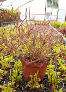 Drosera binata "Marston Dragon" Forking Sundew - 2.5" potted-Flytrap King