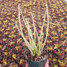 Load image into Gallery viewer, Drosera filiformis var. tracyii - Southern Threadleaf Sundew-Flytrap King