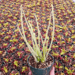 Drosera filiformis var. tracyii - Southern Threadleaf Sundew-Flytrap King