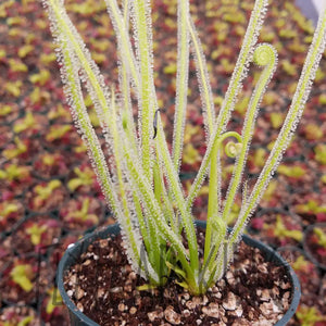 Drosera filiformis var. tracyii - Southern Threadleaf Sundew-Flytrap King