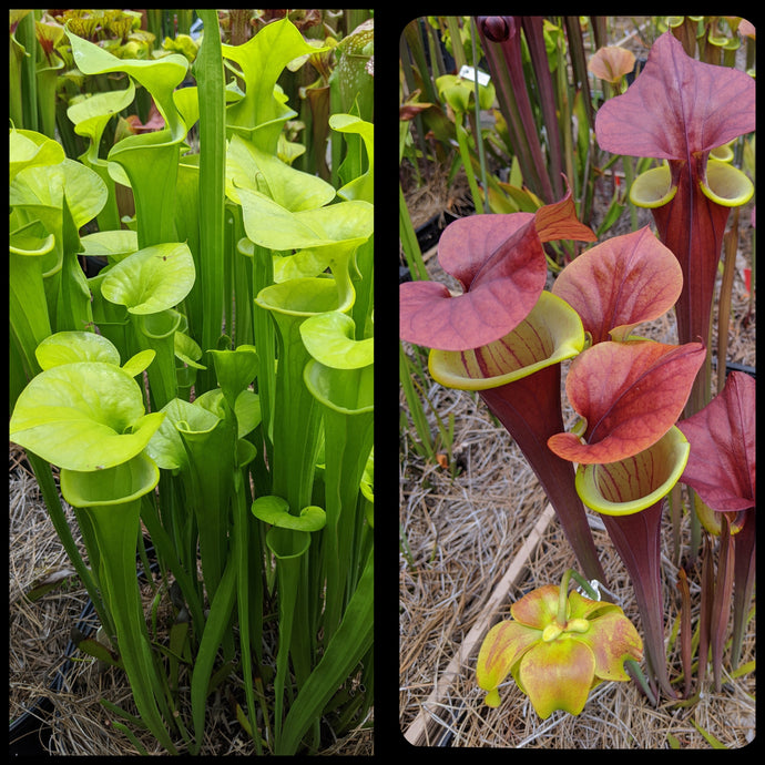 Sarracenia flava var maxima x flava 'Waccamaw' seeds